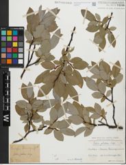 Foto von Salix glabra Scop.